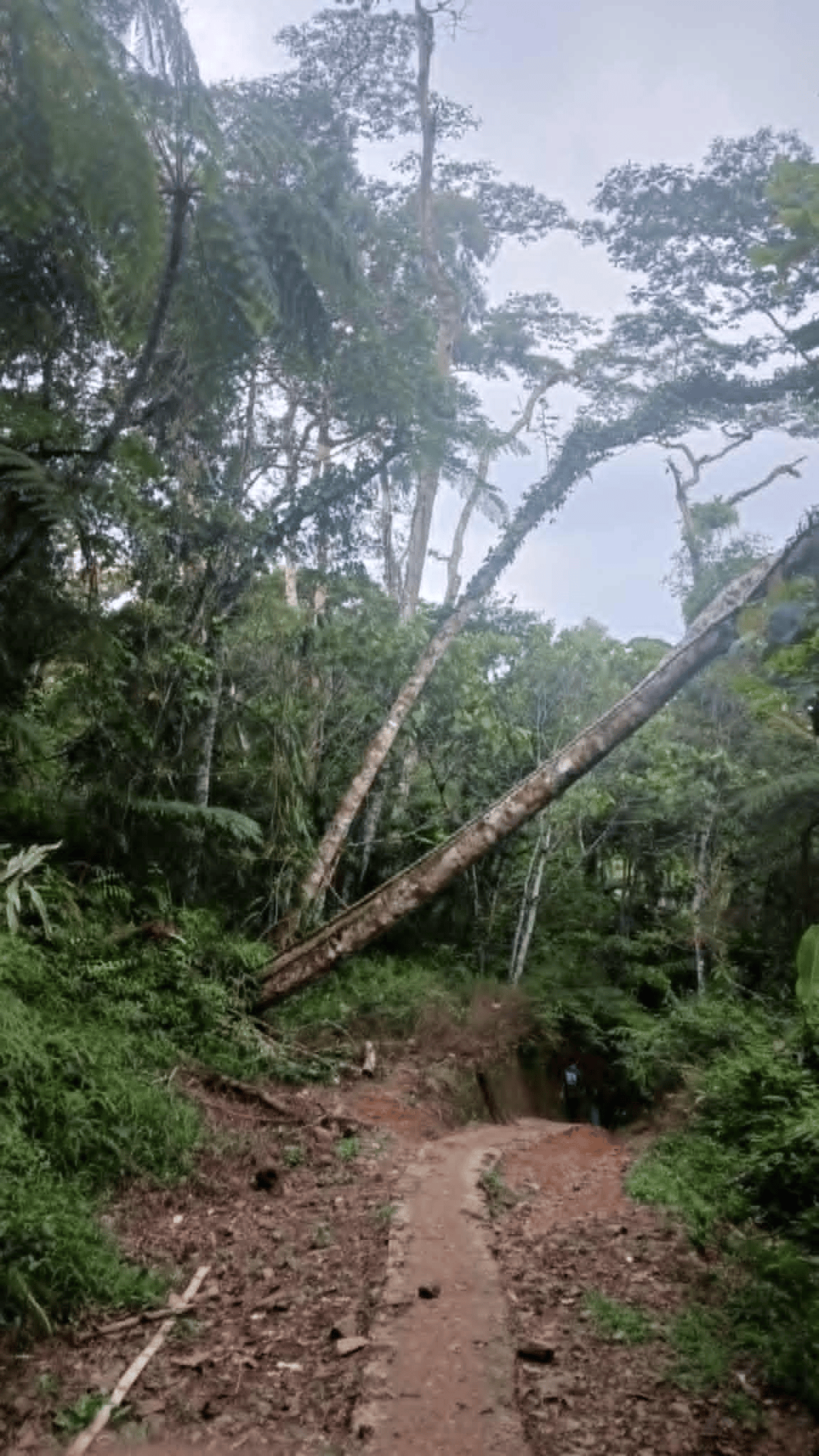 forest